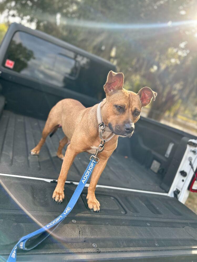 Esparanza, Adoptable, Adult Female Black Mouth Cur.