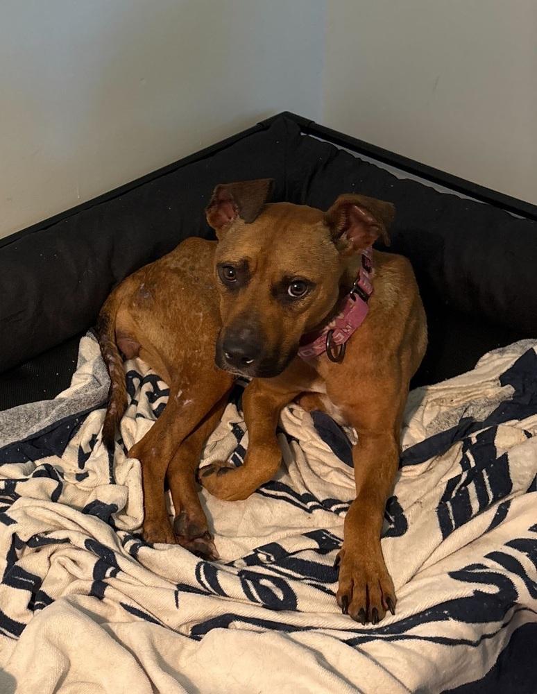 Enlarge Esparanza, a Adoptable mixed breed in Lakeland, FL image 2/4