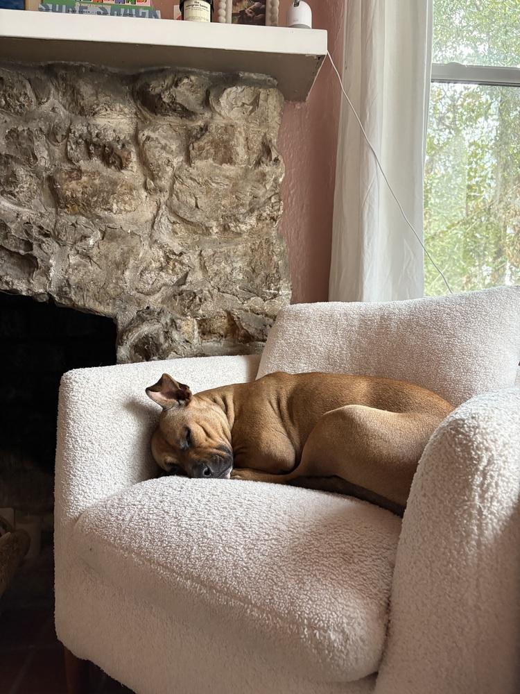 Enlarge Esparanza, a Adoptable mixed breed in Lakeland, FL image 2/6