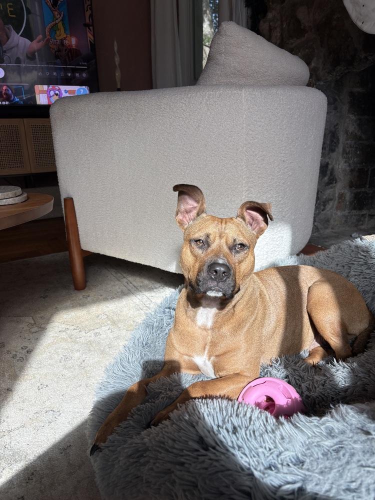 Enlarge Esparanza, a Adoptable mixed breed in Lakeland, FL image 3/6