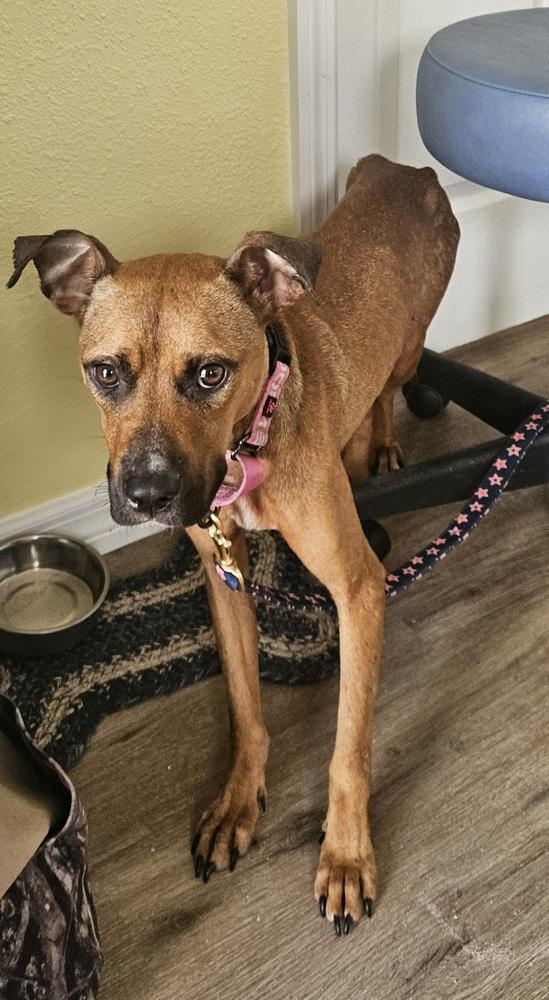 Enlarge Esparanza, a Adoptable mixed breed in Lakeland, FL image 4/4