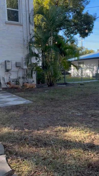 Enlarge Esparanza, a Adoptable mixed breed in Lakeland, FL video 6/6