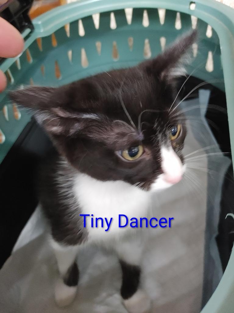 Tiny Dancer, Adopted, Kitten Female Domestic Short Hair.