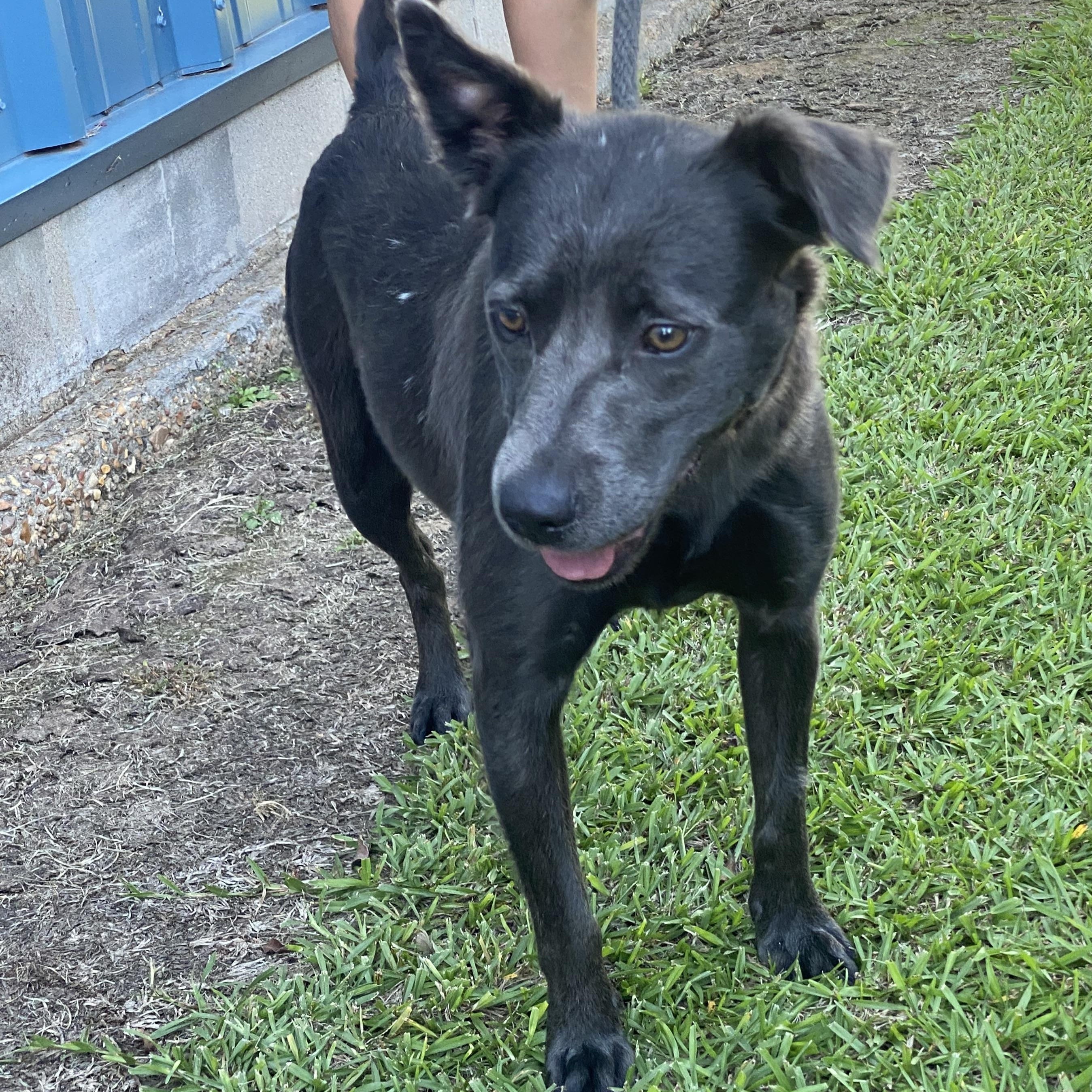 Elee, a Adopted mixed breed in Ransomville, NY image 3/5