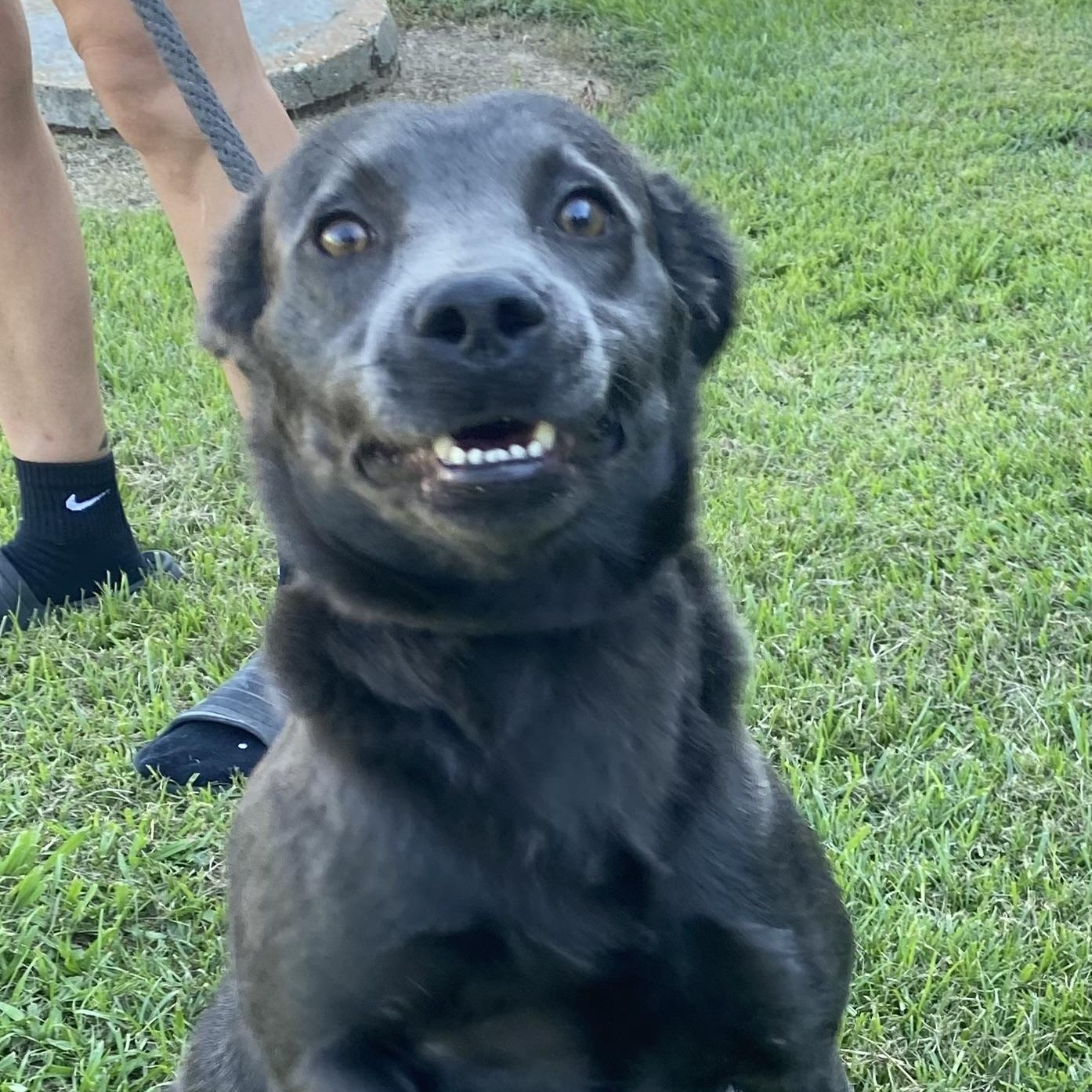 Elee, a Adopted mixed breed in Ransomville, NY image 2/5