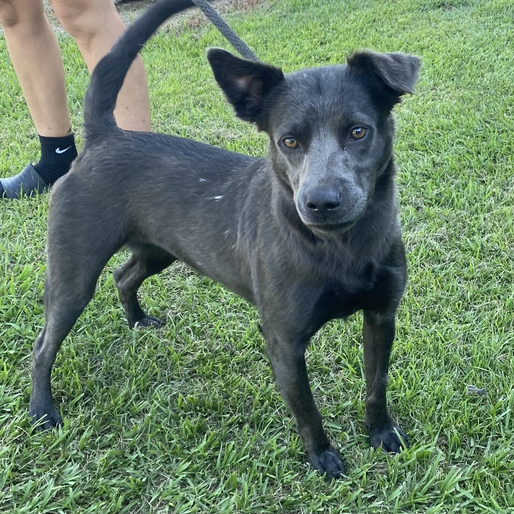 Elee, a Adopted mixed breed in Ransomville, NY image 4/5