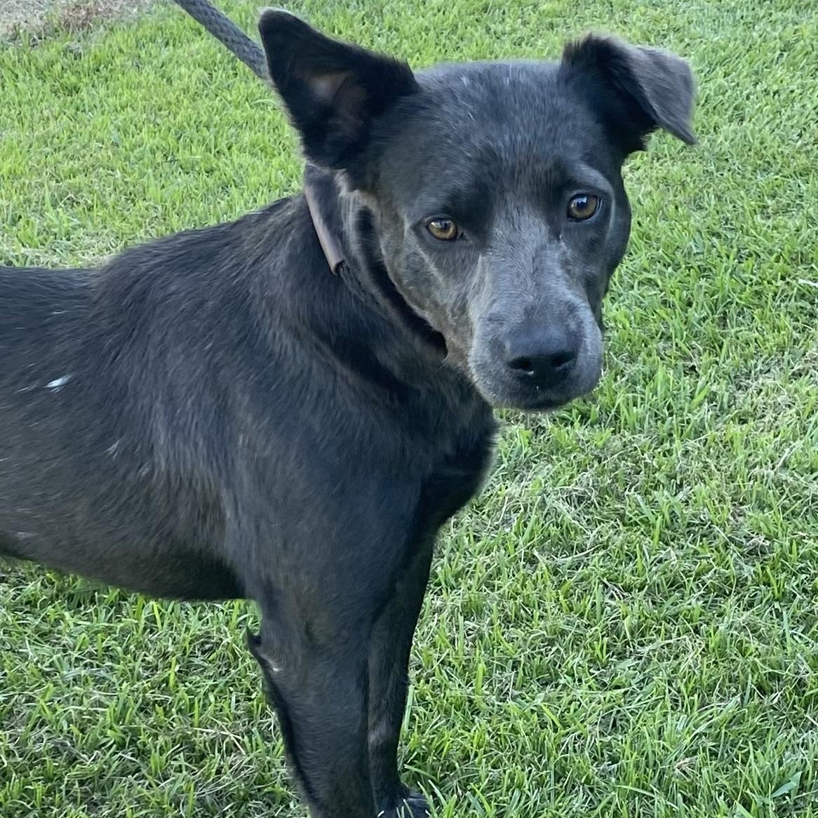 Elee, a Adopted mixed breed in Ransomville, NY image 5/5