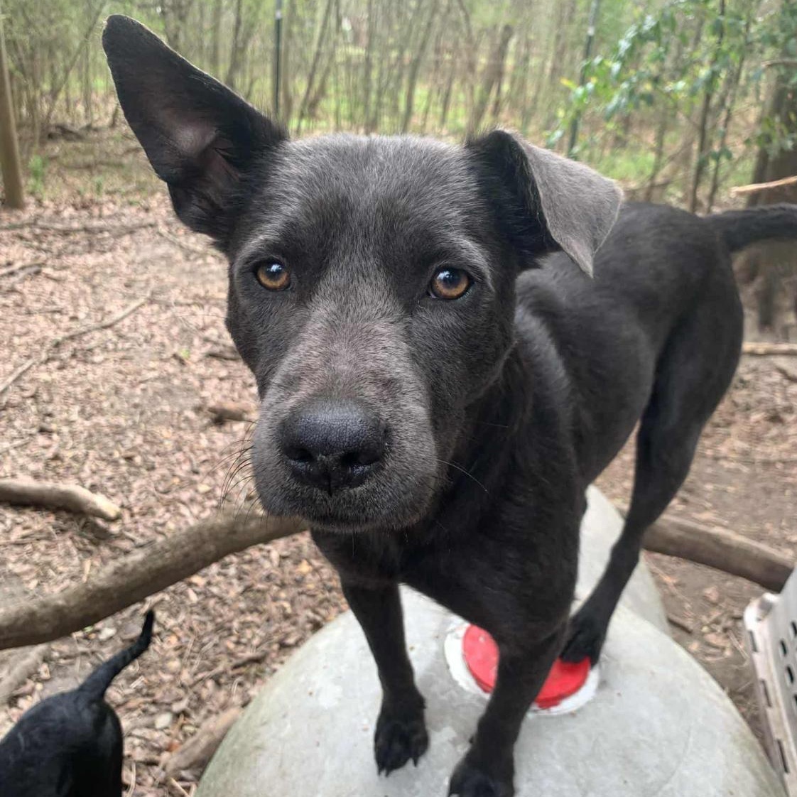 Elee, Adopted, Adult Female Shepherd.