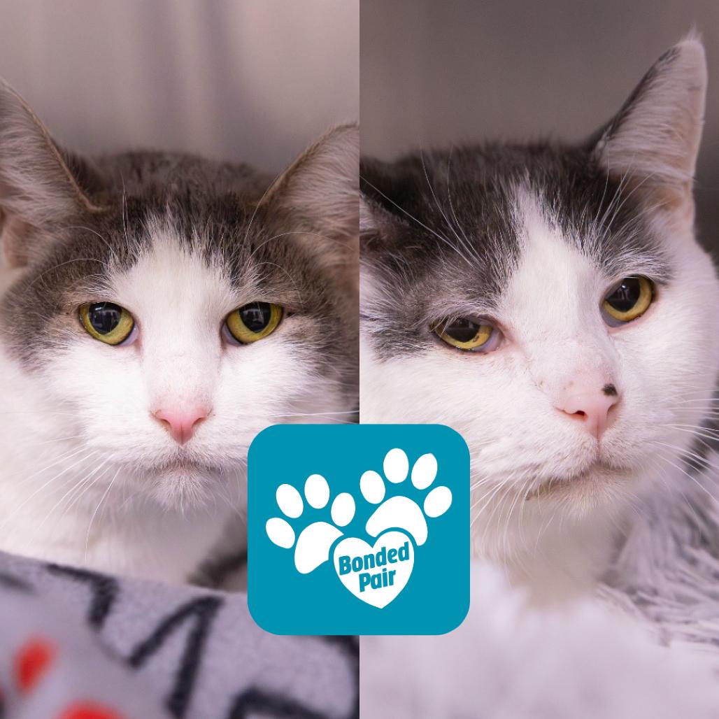 Latte, Adoptable, Senior Male Domestic Short Hair.