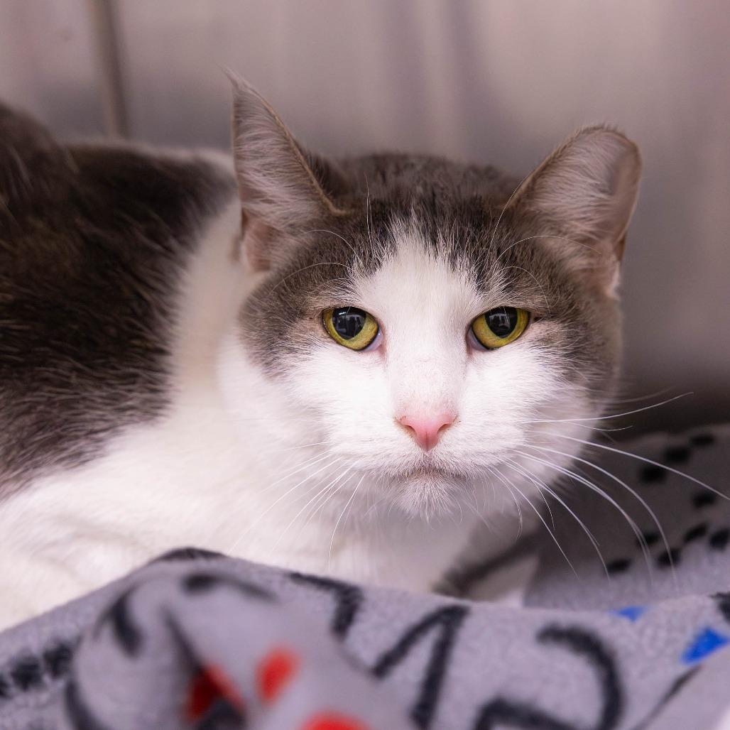 Enlarge Latte, a Adoptable Domestic Short Hair in Mentor, OH image 3/4