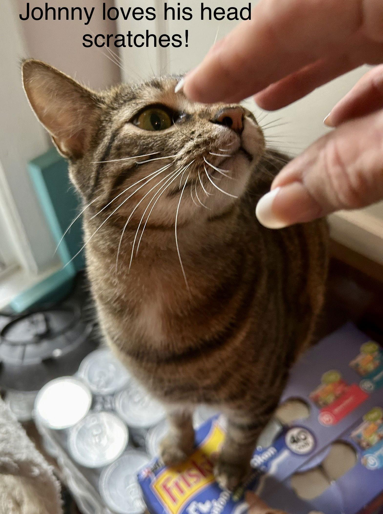 Enlarge Johnny, a Adoptable Domestic Short Hair in Winter Garden, FL image 1/6