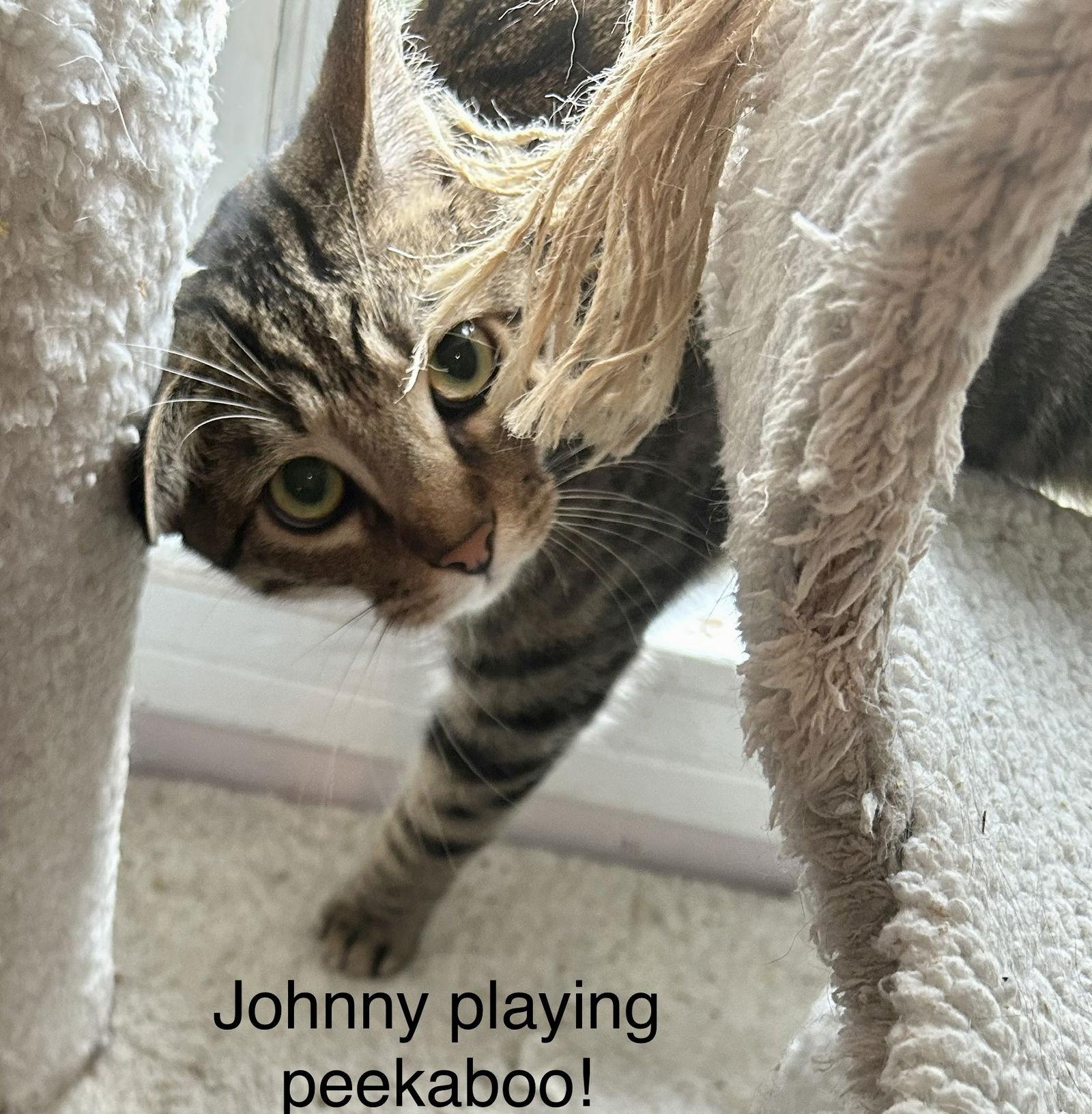Enlarge Johnny, a Adoptable Domestic Short Hair in Winter Garden, FL image 2/3