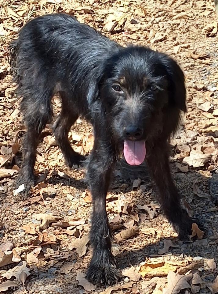 Barney, Adoptable, Young Male Cairn Terrier & Fox Terrier.