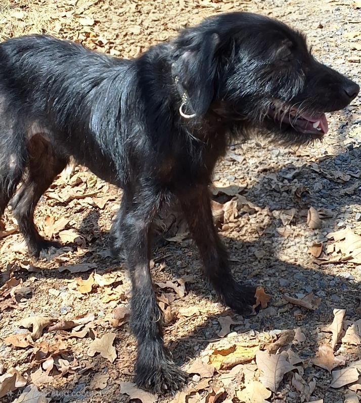 Enlarge Barney, a Adoptable mixed breed in Cumberland, RI image 2/2