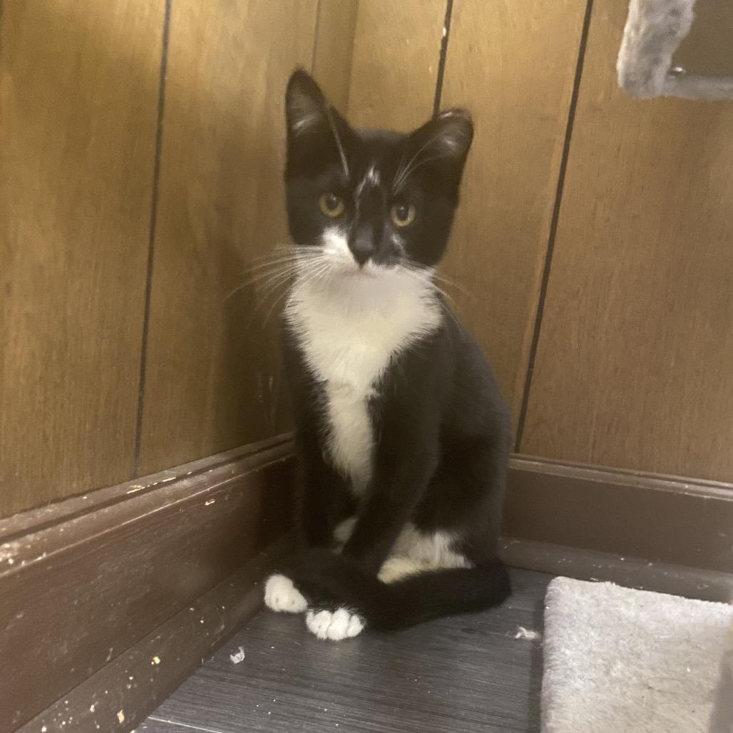 Lightning, Adoptable, Young Female Domestic Short Hair.