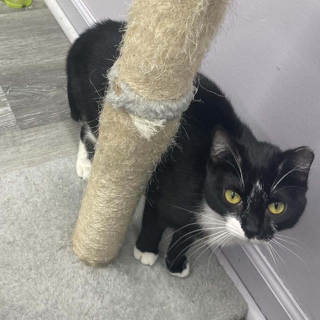 Enlarge Lightning, a Adoptable Domestic Short Hair in Union, MO image 2/5