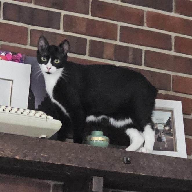 Camelot, Adoptable, Young Male Domestic Short Hair.