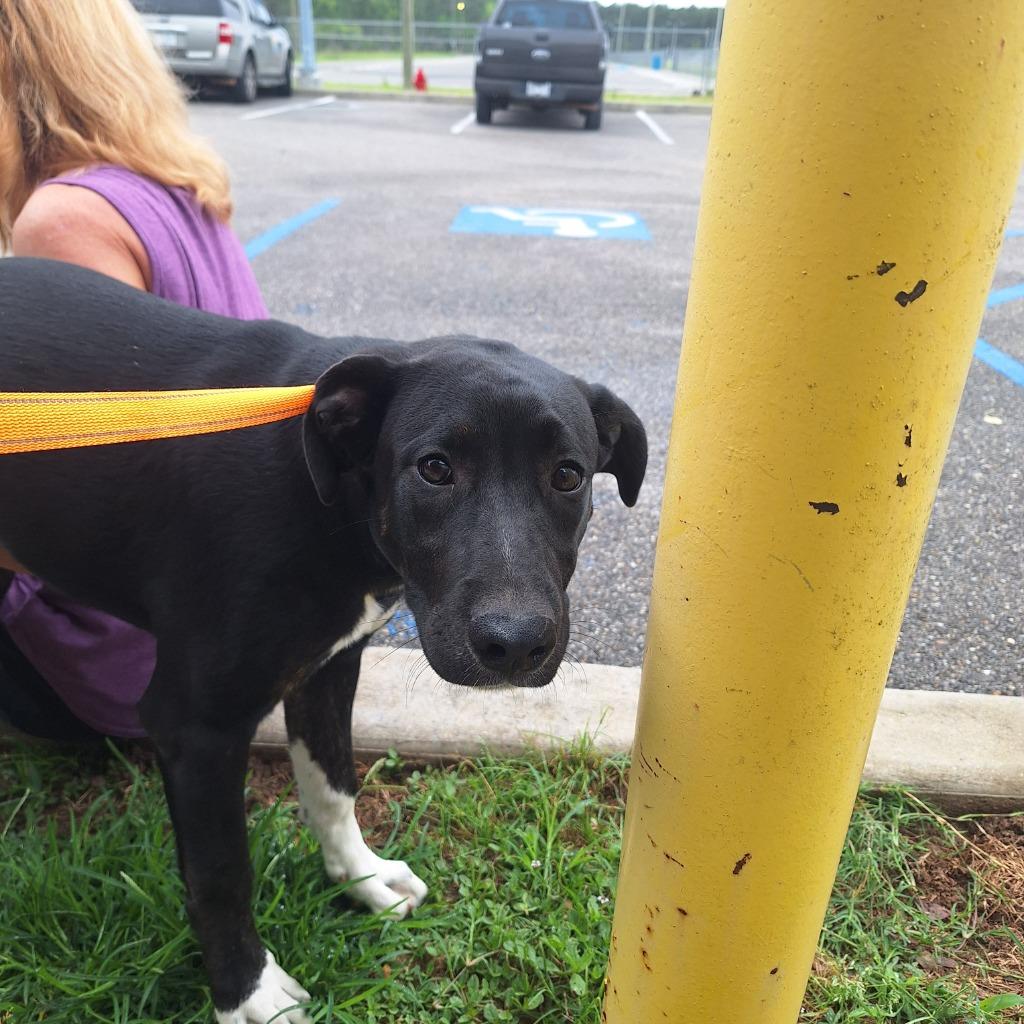 Pinto Bean, a Adoptable mixed breed in Gautier, MS image 1/4