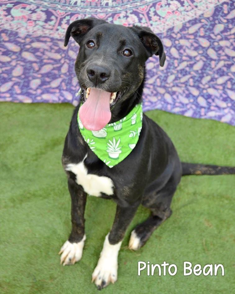 Pinto Bean, a Adoptable mixed breed in Gautier, MS image 2/4