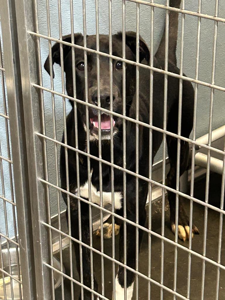 Pinto Bean, a Adoptable mixed breed in Gautier, MS image 3/4