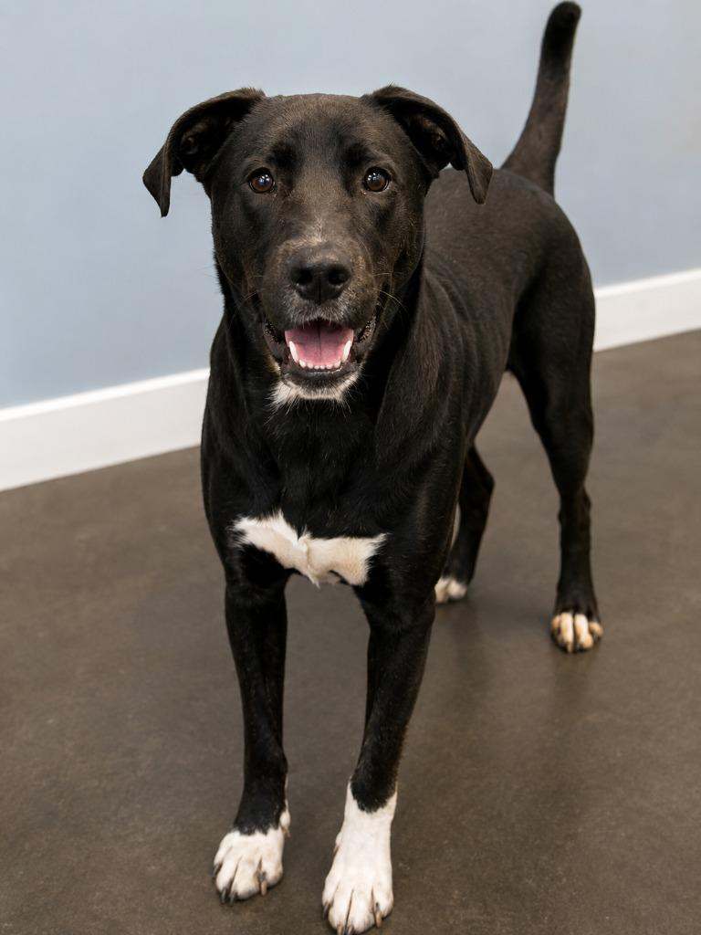 Pinto Bean, a Adoptable mixed breed in Gautier, MS image 4/4