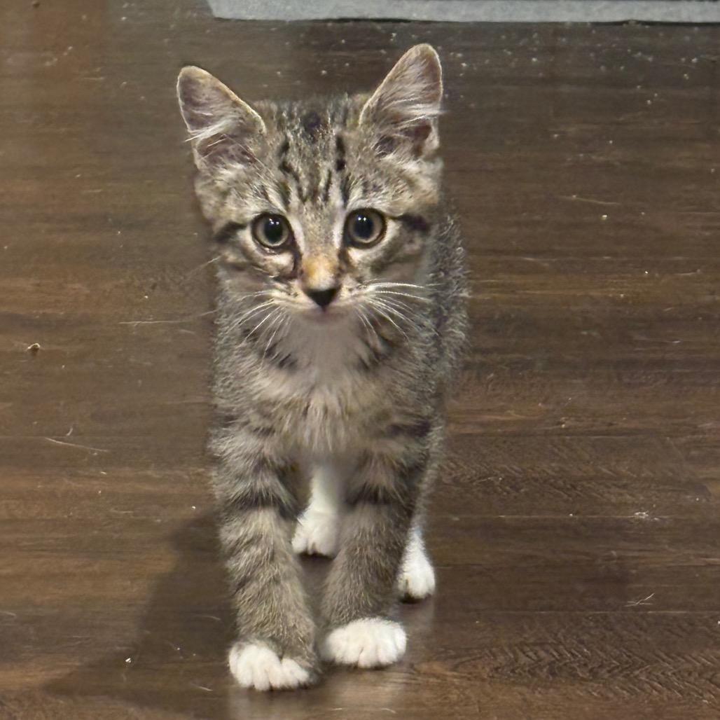 Grape, Adoptable, Kitten Male Domestic Short Hair.