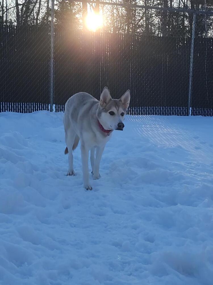 Enlarge Kyra, a Adoptable mixed breed in Trenton, ME image 4/5