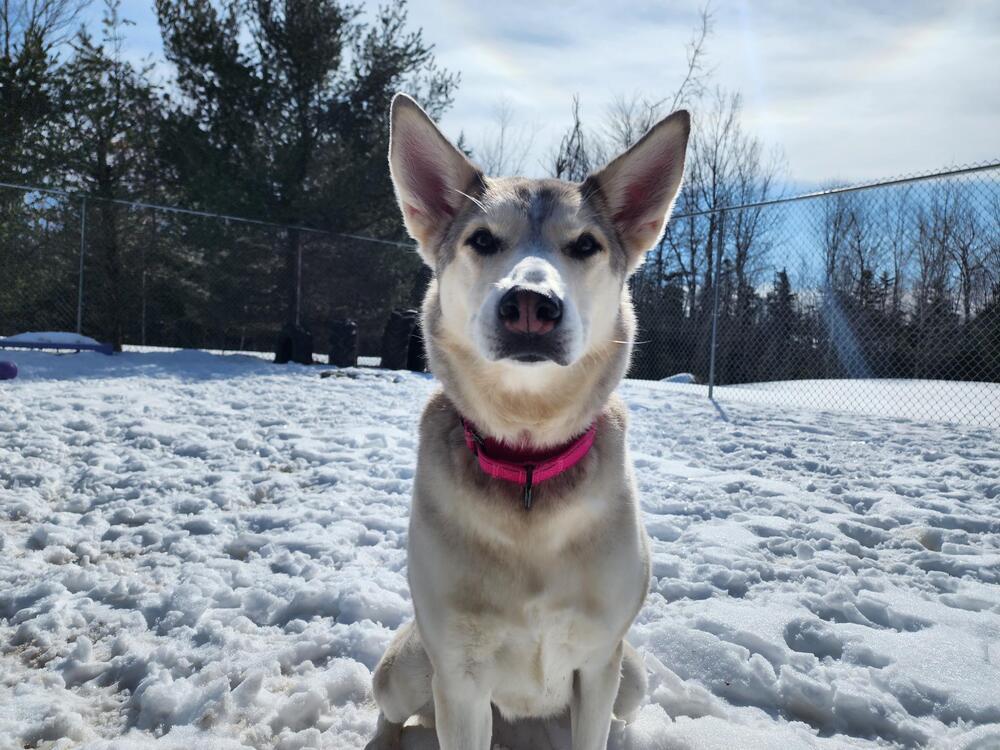 Enlarge Kyra, a Adoptable mixed breed in Trenton, ME image 5/5