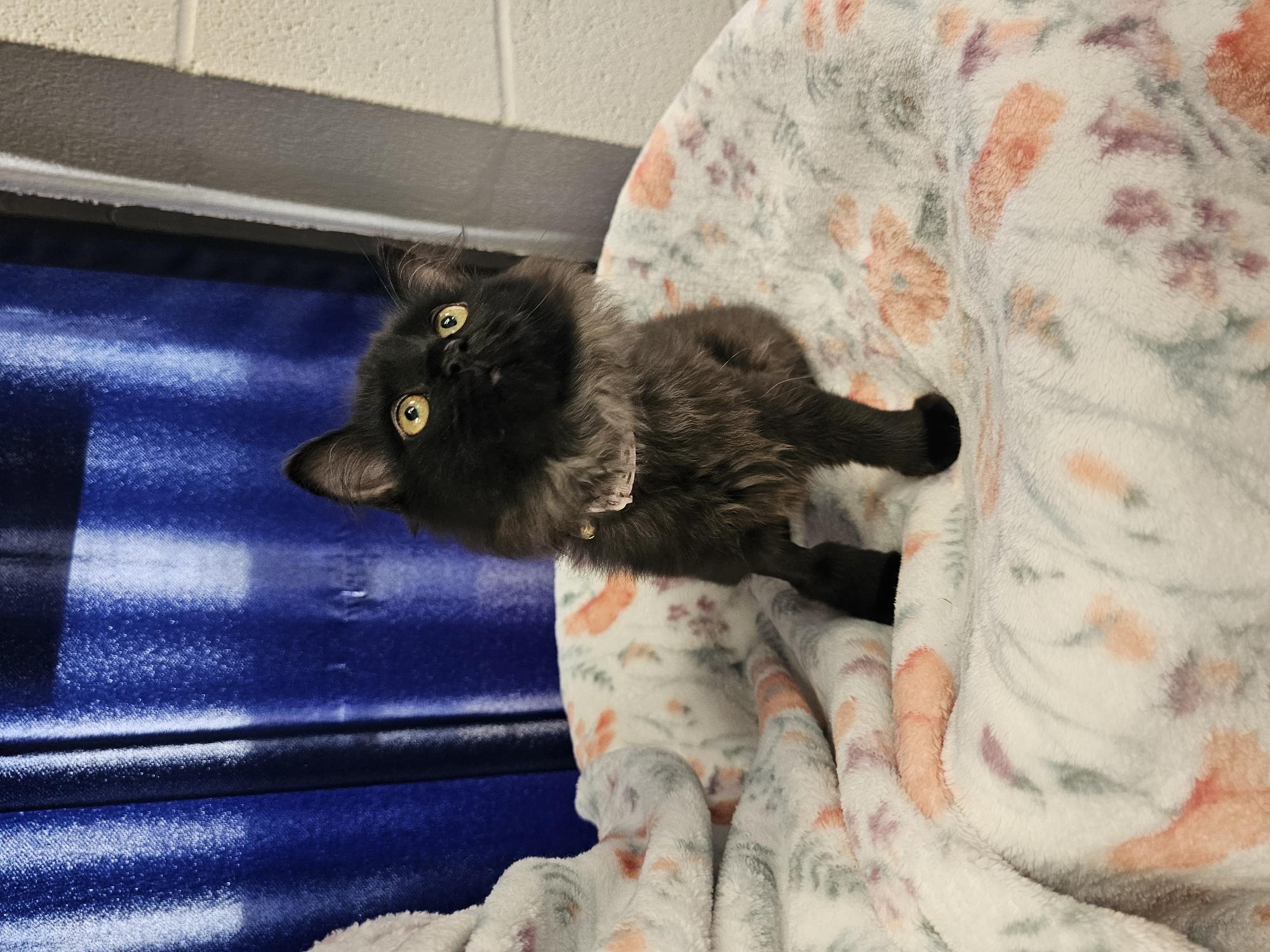 Cat for adoption Ring of Fire, a Domestic Long Hair in Mount Juliet