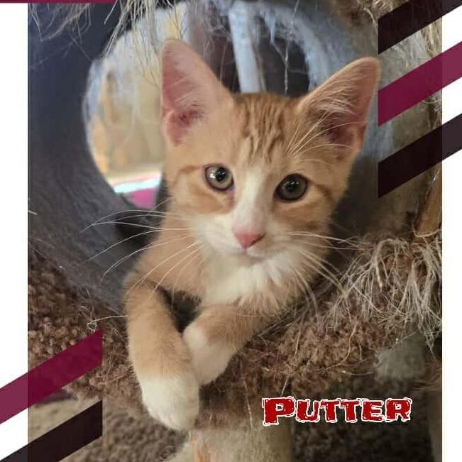 Enlarge Putter, a Adoptable Domestic Short Hair in Tulsa, OK image 1/3