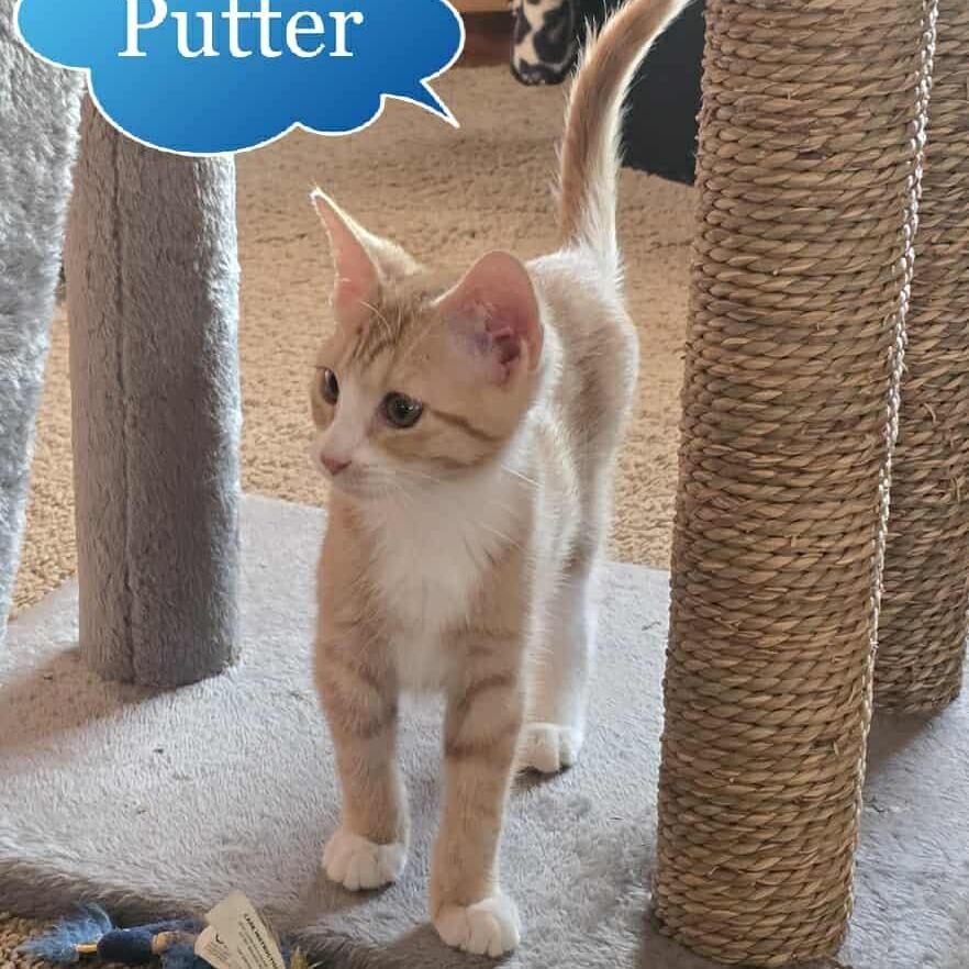 Enlarge Putter, a Adoptable Domestic Short Hair in Tulsa, OK image 2/3