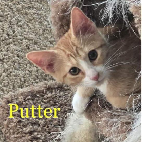 Enlarge Putter, a Adoptable Domestic Short Hair in Tulsa, OK image 3/3