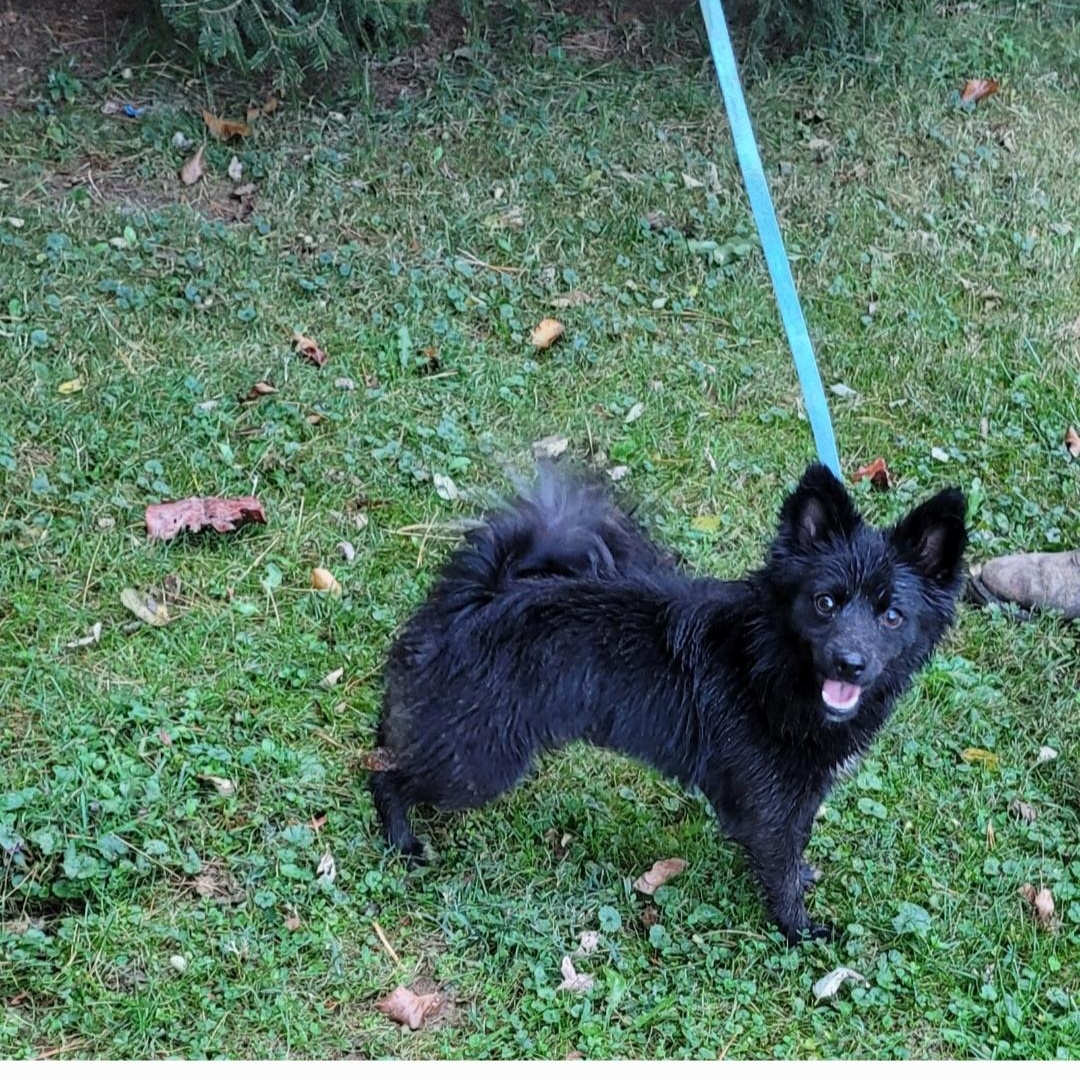 MIA, Adoptable, Adult Female Pomeranian & Schipperke.