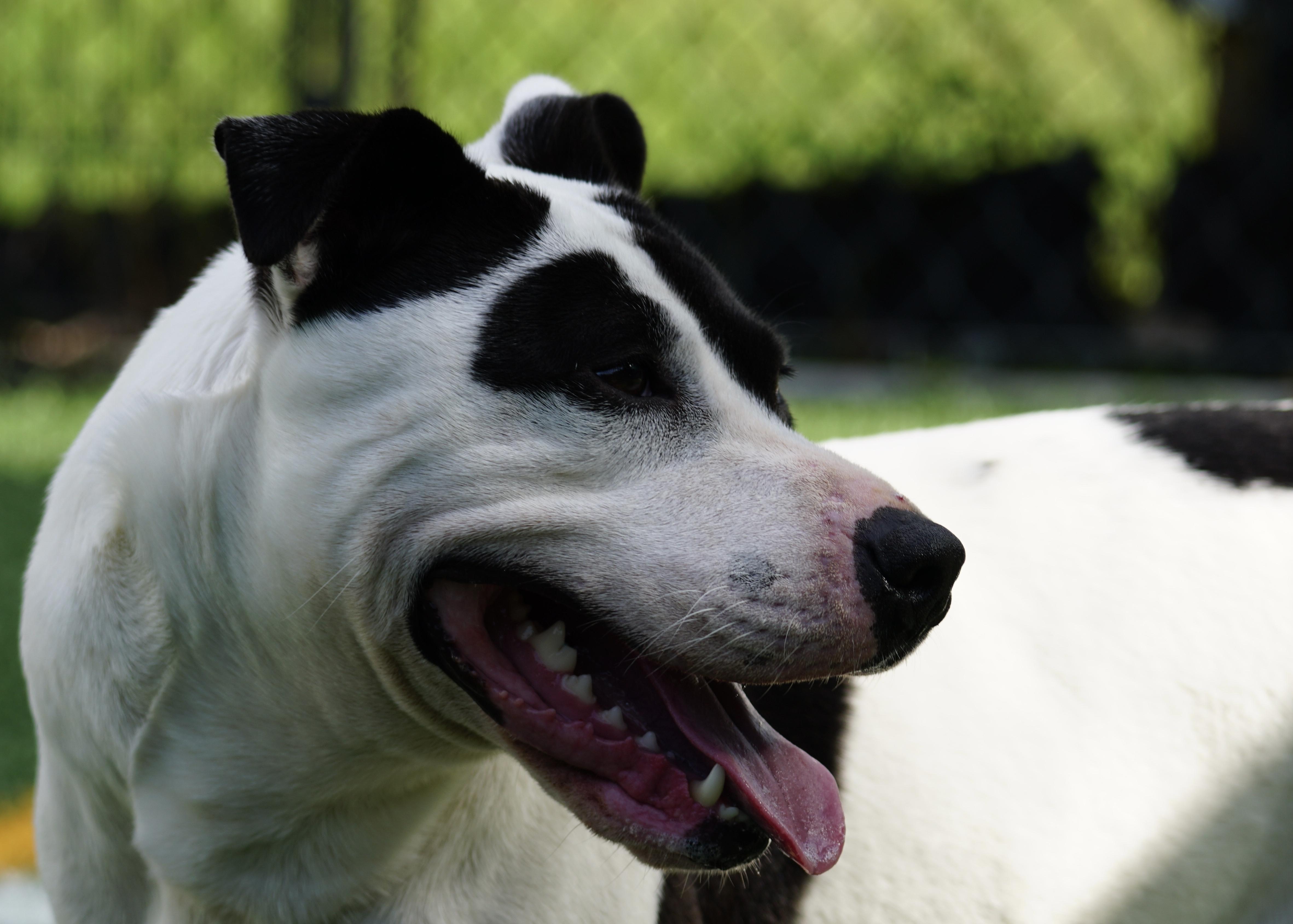 Enlarge Maizie "HERE IN NH", a ADOPTABLE Mixed Breed in Northwood, NH image 2/6