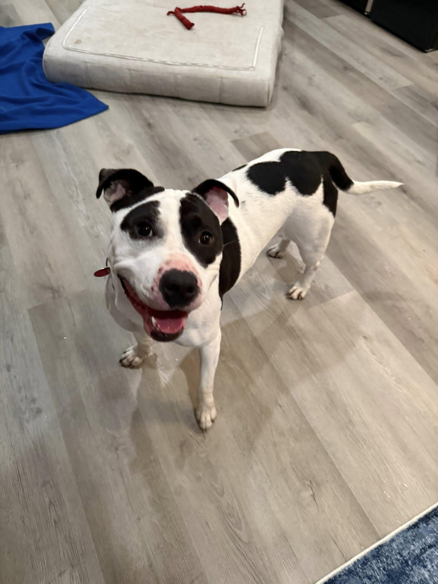 Enlarge Maizie "HERE IN NH", a ADOPTABLE Mixed Breed in Northwood, NH image 5/6