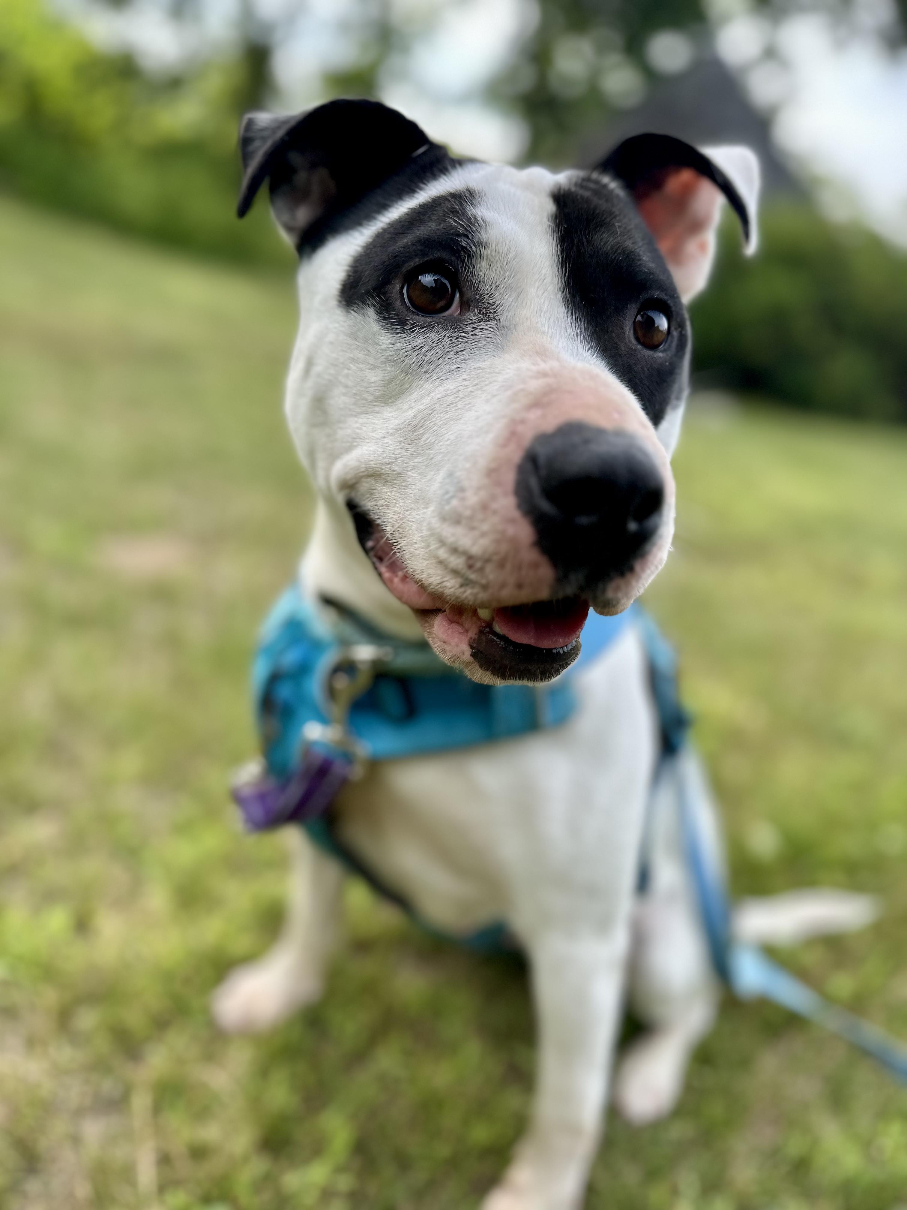 Maizie "HERE IN NH", a ADOPTABLE Mixed Breed in Northwood, NH image 1/6