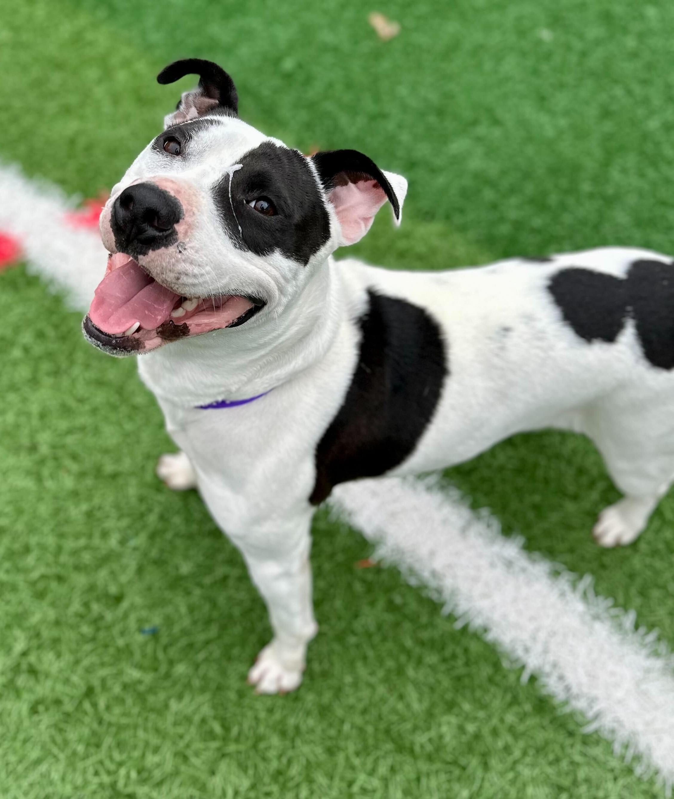 Maizie "HERE IN NH", ADOPTABLE, Adult Female Mixed Breed.