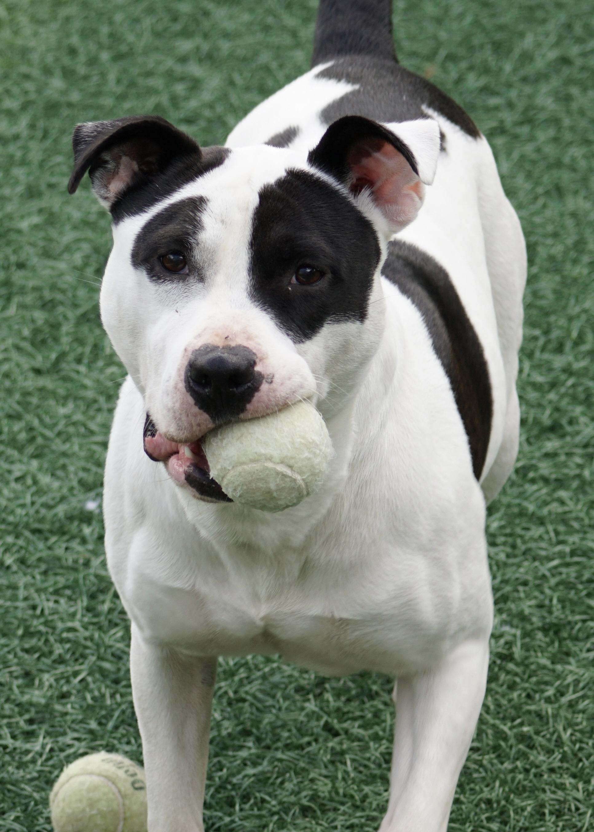 Enlarge Maizie "HERE IN NH", a ADOPTABLE Mixed Breed in Northwood, NH image 3/6
