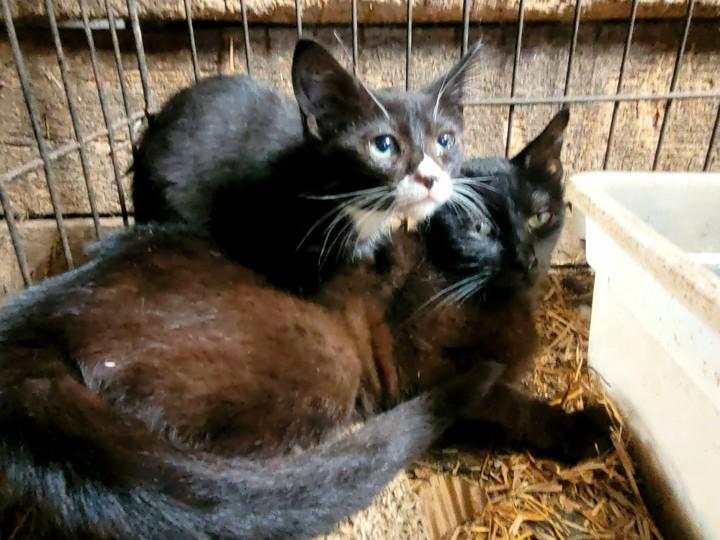 Baby Mama + Kittens (all will be spayed/neutered once old enough), an adoptable American Shorthair in Clarion, IA, 50525 | Photo Image 3