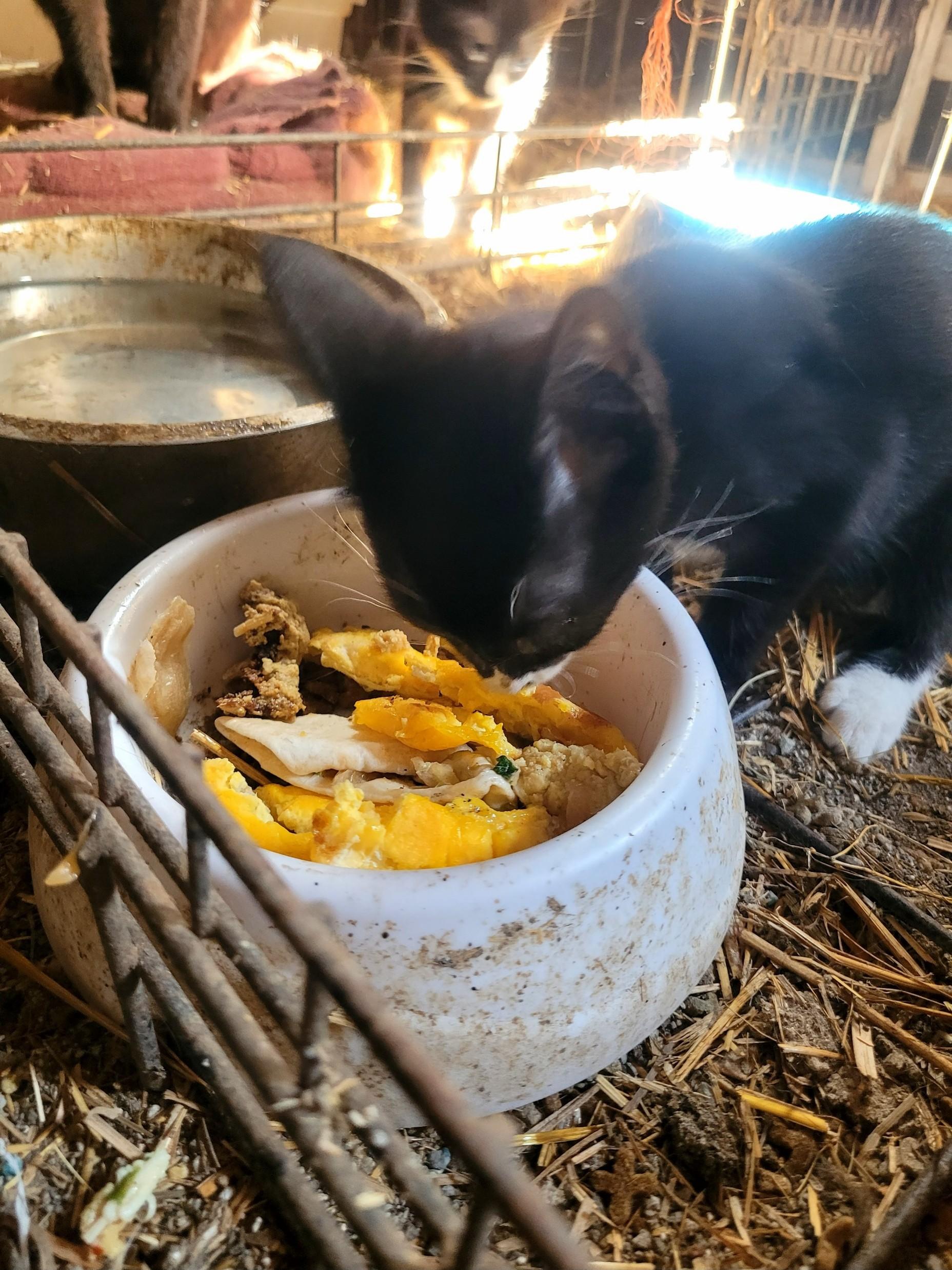 Baby Mama + Kittens (all will be spayed/neutered once old enough), an adoptable American Shorthair in Clarion, IA, 50525 | Photo Image 5