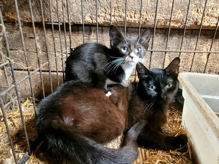 Baby Mama + Kittens (all will be spayed/neutered once old enough), an adoptable American Shorthair in Clarion, IA, 50525 | Photo Image 1