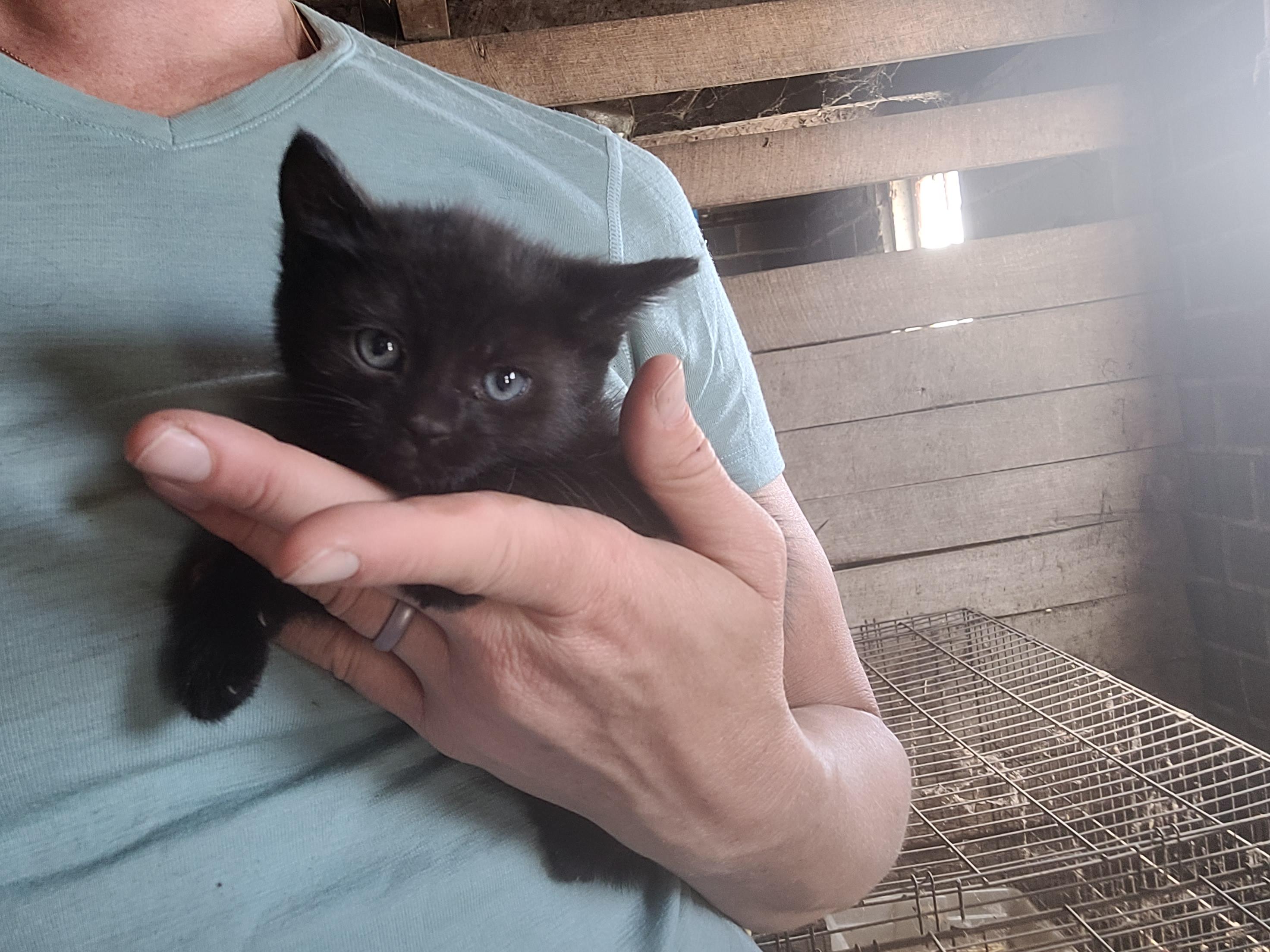 Baby Mama + Kittens (all will be spayed/neutered once old enough), an adoptable American Shorthair in Clarion, IA, 50525 | Photo Image 2