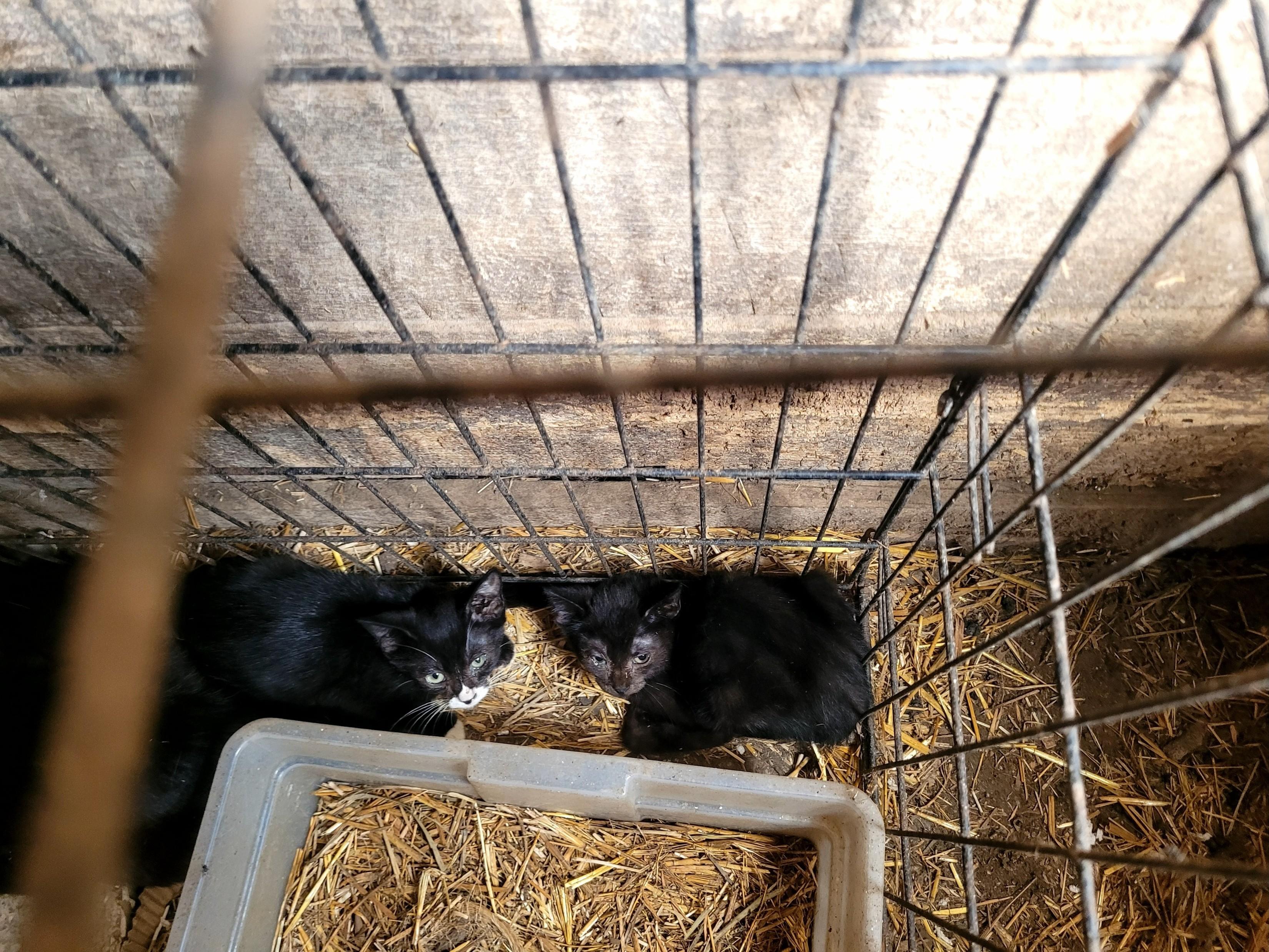 Baby Mama + Kittens (all will be spayed/neutered once old enough), an adoptable American Shorthair in Clarion, IA, 50525 | Photo Image 4