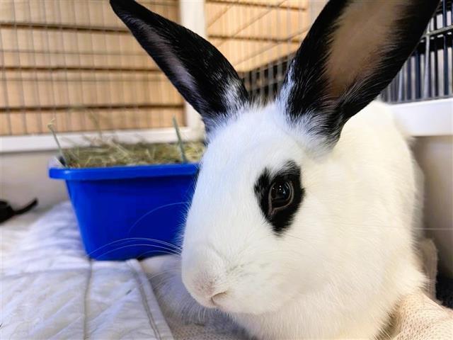 Enlarge BENITO, a Adoptable Bunny Rabbit in Palo Alto, CA image 1/1