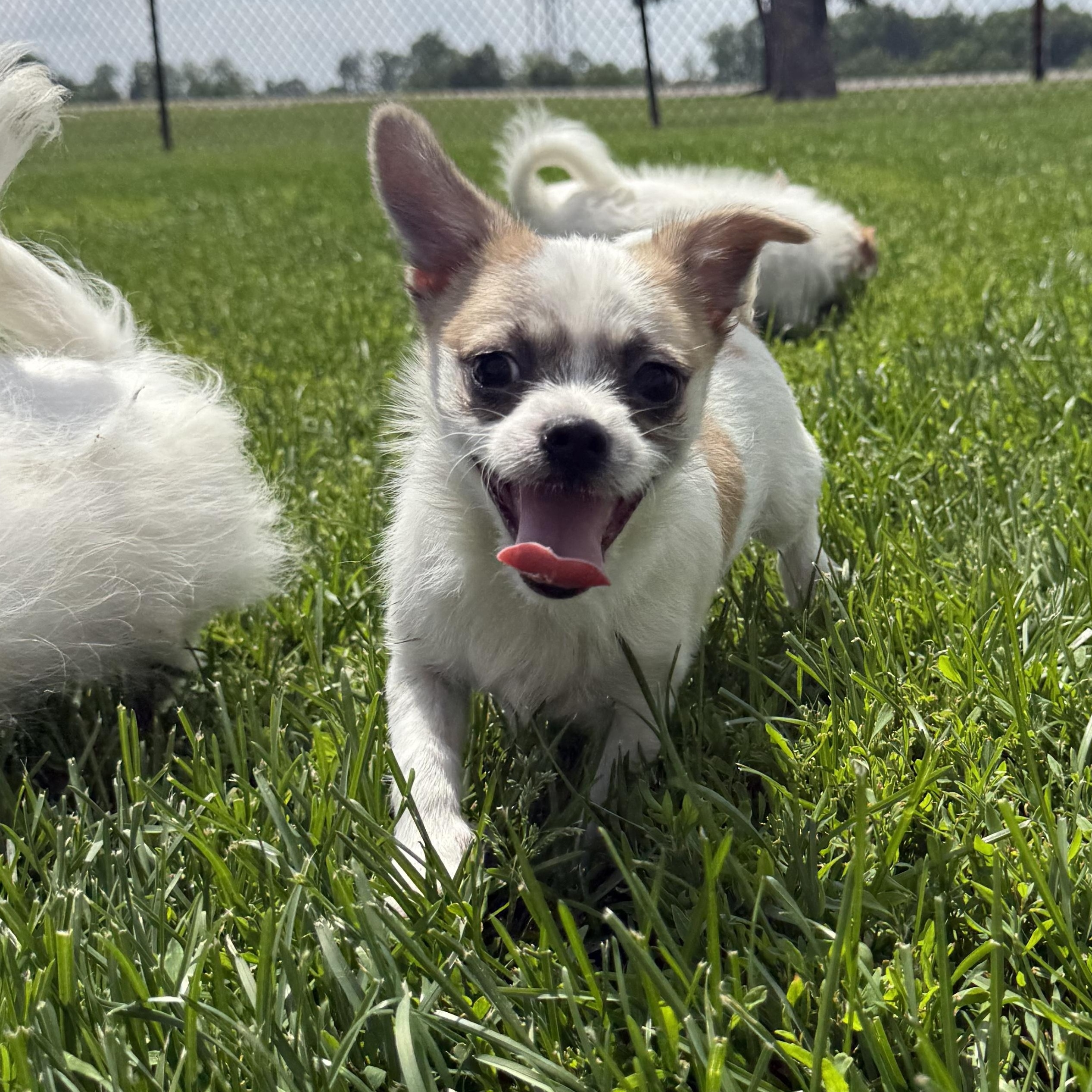 D.J., ADOPTABLE, Young Female Pomeranian.