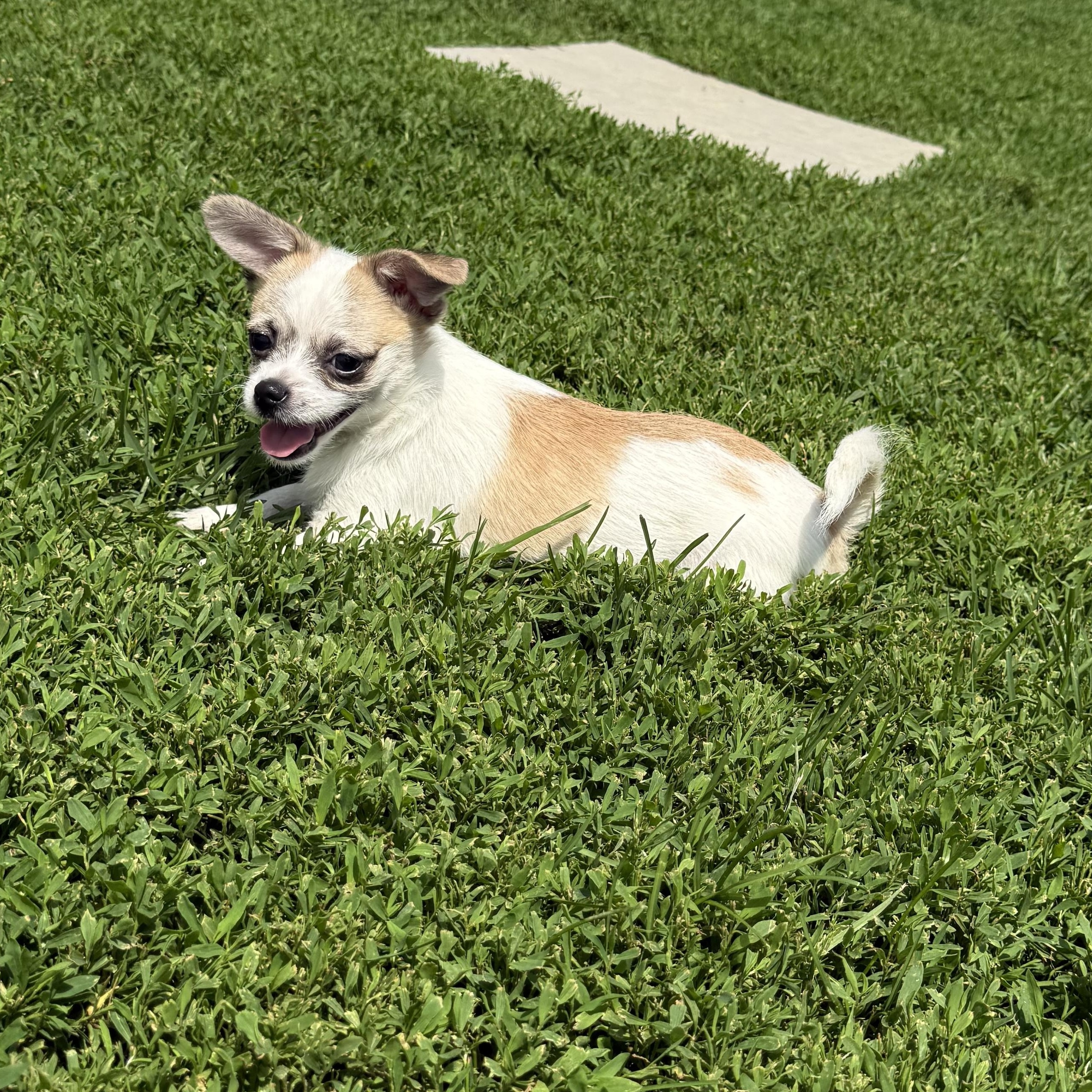 D.J., a ADOPTABLE mixed breed in Brazil, IN image 2/3
