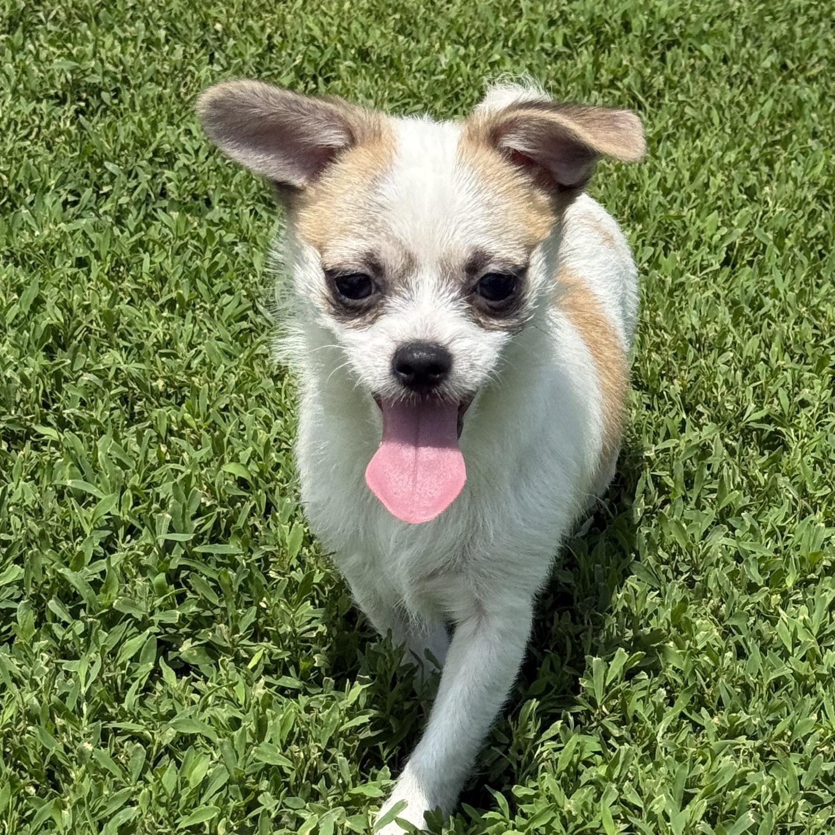D.J., a ADOPTABLE mixed breed in Brazil, IN image 3/3