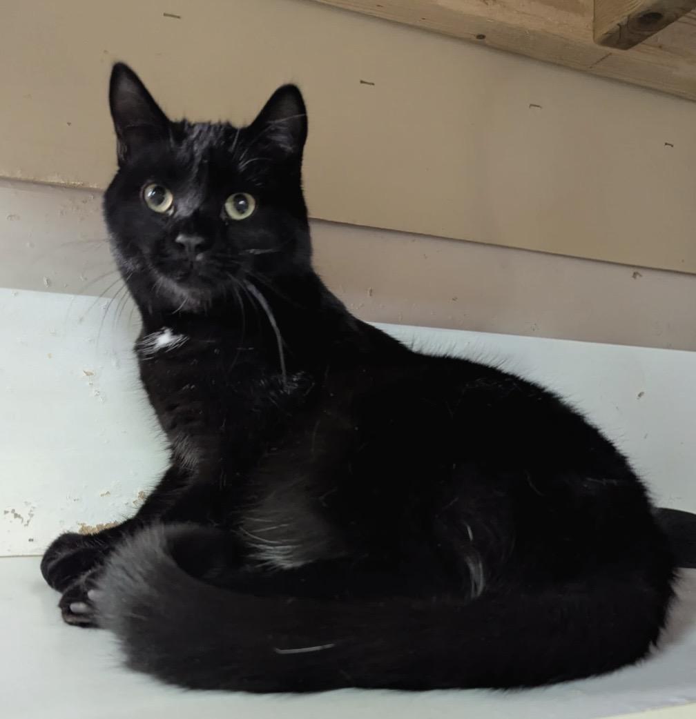 FRITZL, Adoptable, Kitten Male Domestic Short Hair.