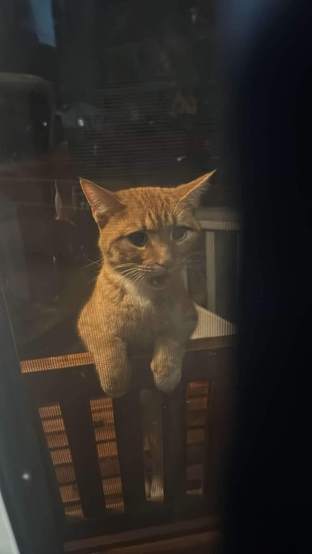 Freddy, Adopted, Adult Male Domestic Short Hair.