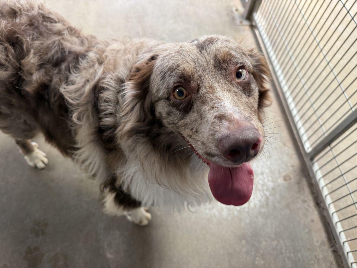 Blake, an adopted Australian Shepherd in El Paso, TX image 5/6